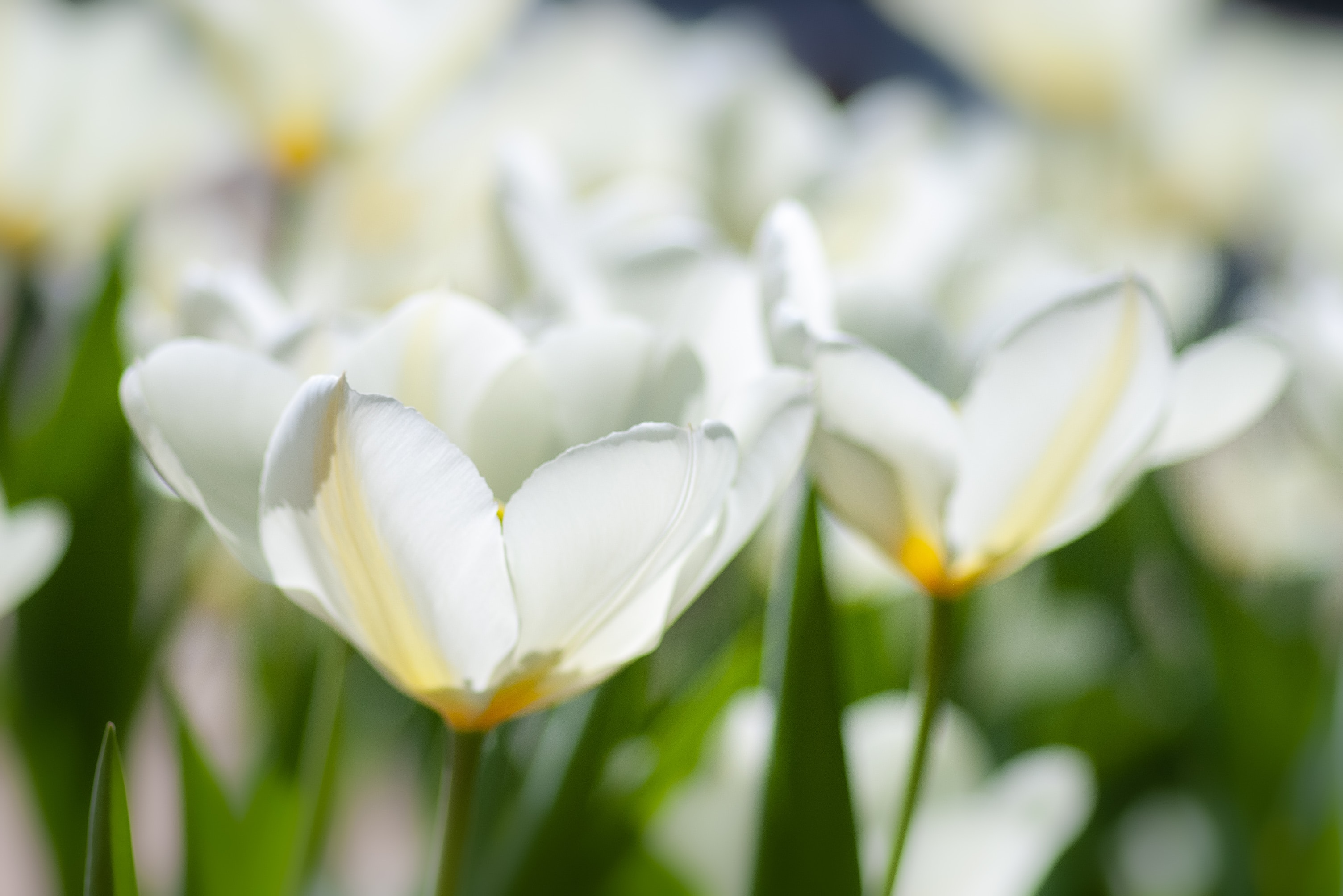 Case Study: Aged Care Learning Solutions