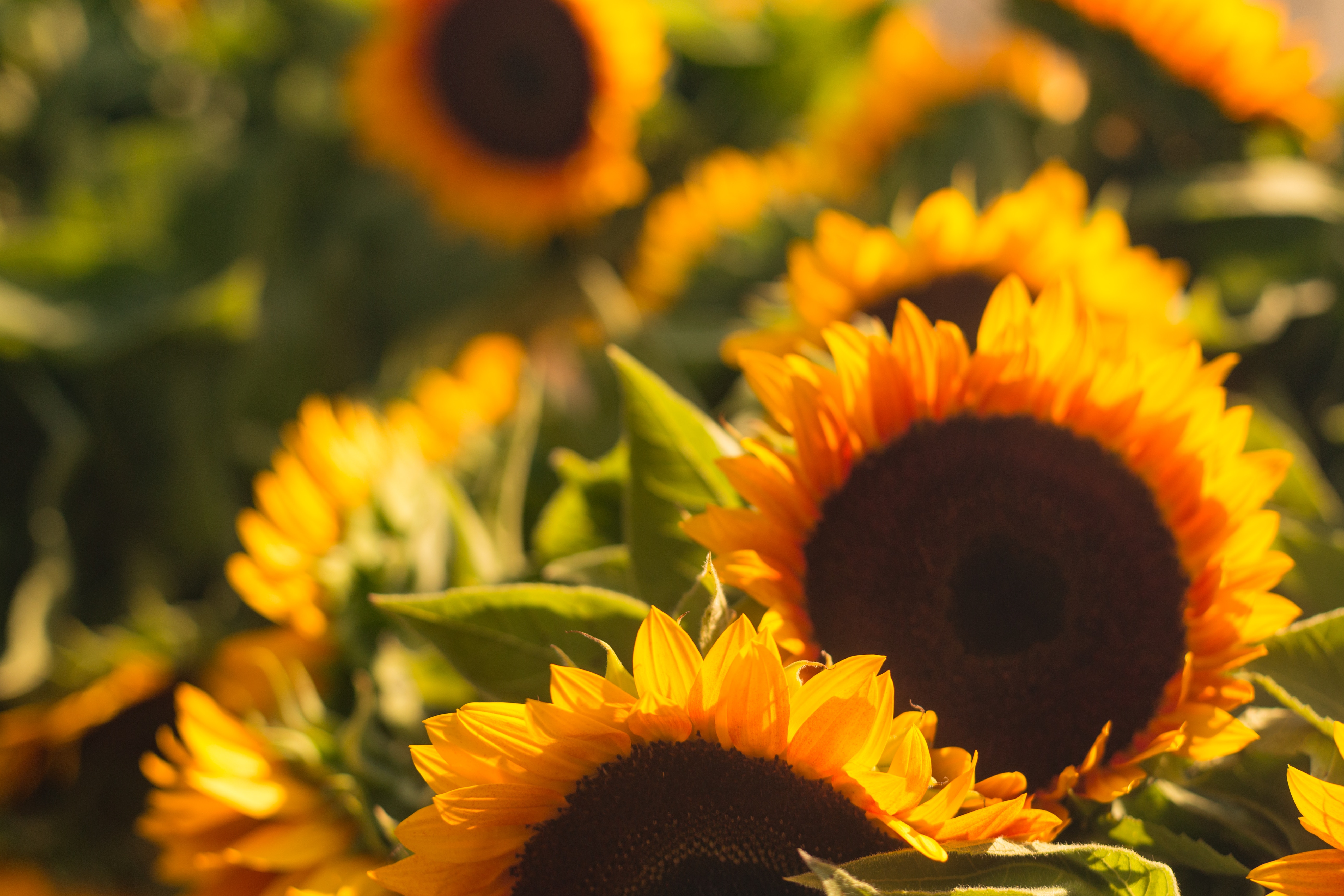 Bloom Happiness Learning Project winner announced!